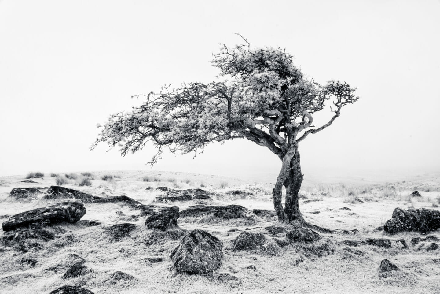 Black and white photograph of a hawthorn tree in the snow on Dartmoor, by Susi Petherick