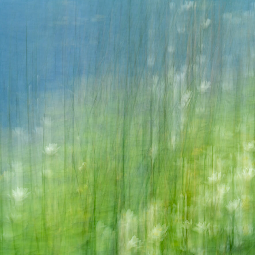 An ICM photograph (Intentional Camera Movement) by Susi Petherick, of green and blue colours with hints of plants, flowers and water.