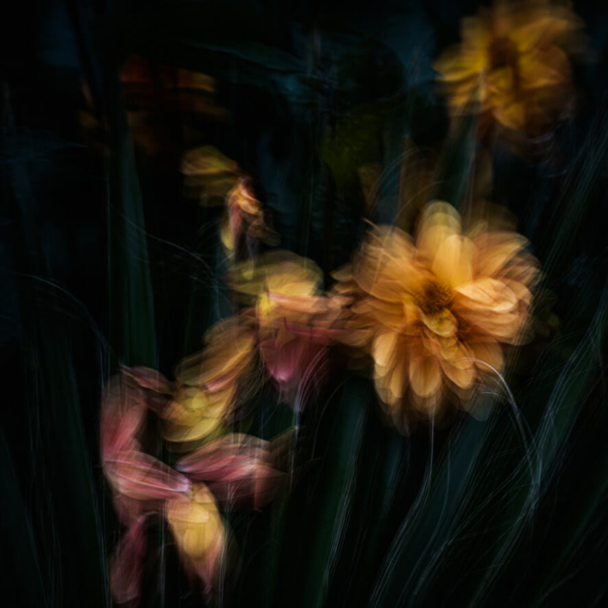 An ICM (Intentional Camera Movement) photograph of golden yellow flowers on a black background, by Susi Petherick